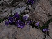 17 CAMPANULA RAINERI